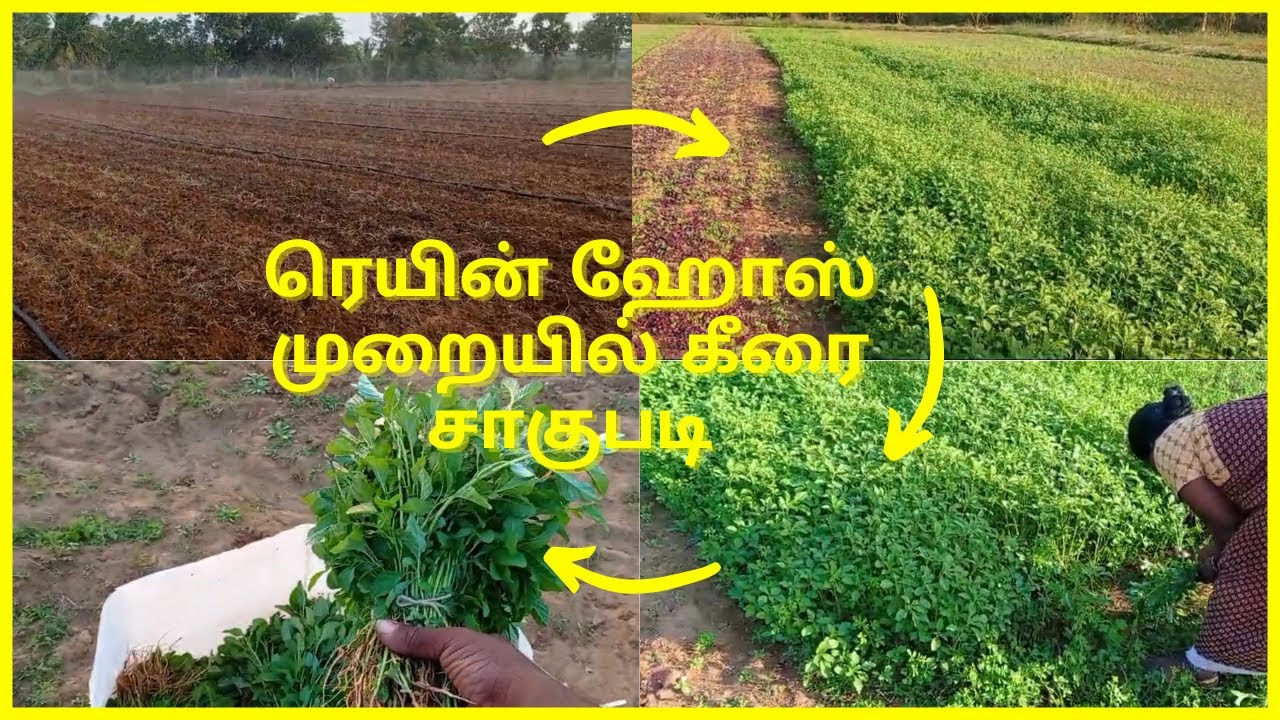 கீரை சாகுபடி - ரெயின் ஹோஸ் முறை அனுபவம் | KEERAI CULTIVATION- RAIN HOSE METHOD EXPERIENCE