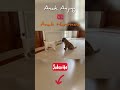 Anak Anjing VS Anak Harimau