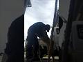 猟犬と猟師 #犬のいる暮らし #犬動画 #犬動画 #犬のいる生活