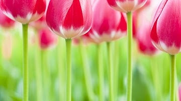 سورة عبس  80   [[ القارئ الشيخ أحمد العجمي ]]