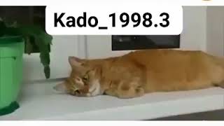 Komik Kedi Videosu Dayanamıyorum 