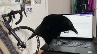 wah crow