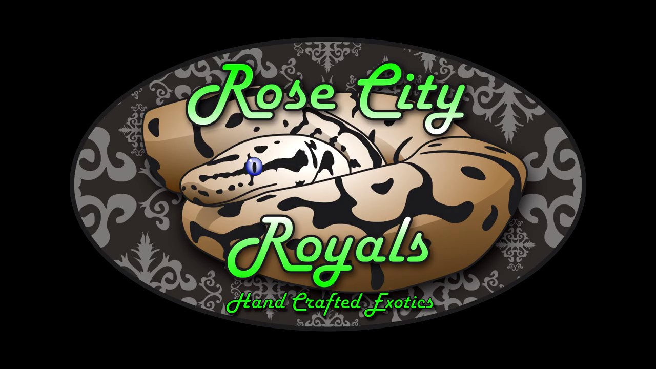 snake oil Which frozen rodents we feed our ball pythons here at Rose City Royals!