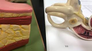 Large ear model- inner ear