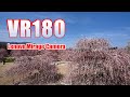 [VR180]鈴鹿の森庭園 しだれ梅 2021/3/11 VR [Mirage Solo Camera]