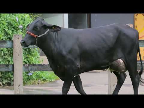 LOTE 08 RBB RELÍQUIA PEARCE FIV 0678 CM