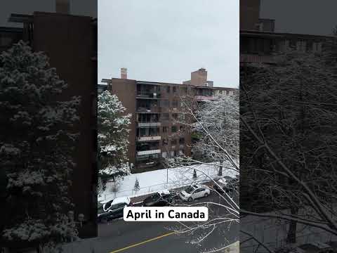Chilly April in Canada #canada #chill #snowfallvibes #calmdown