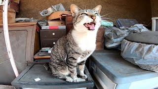 人懐っこい猫ちゃんがモフられに出てきた
