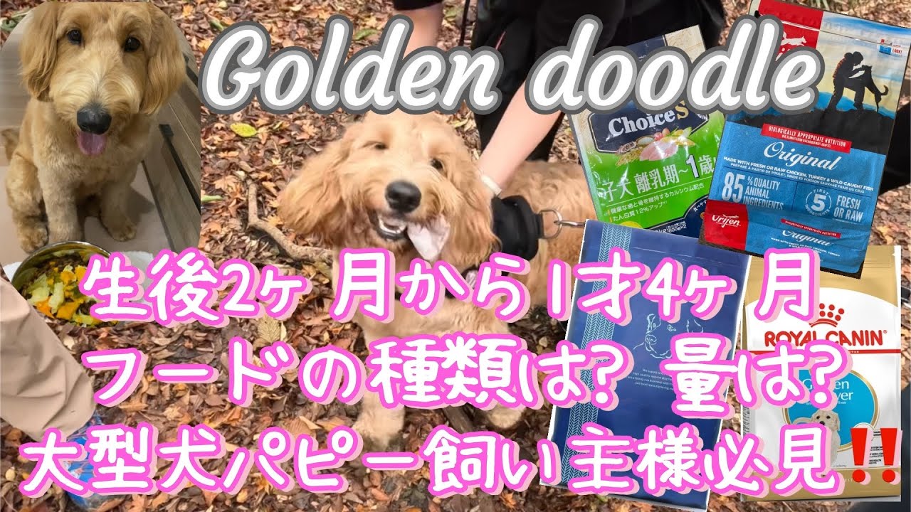 ゴールデンドゥードル　生後2ヶ月〜1才4ヶ月　ドックフードの種類は？量は？大型犬パピーの飼い主様必見！！