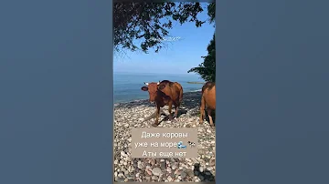 Священные коровы Абхазии 🐄