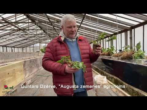 Video: Agrotkan: Kas Tas Ir? Izkliedēšanas Telpa Ar Marķējumu Zemenēm Un Citiem Veidiem. Agrotekstilu Izmantošana Siltumnīcā