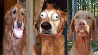 Funny Animal Fails Complication #5 -- TRY NOT TO LAUGH!