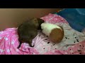 Guinea pig giving birth too fast so sister rushes in to help (warning graphic) PT 3