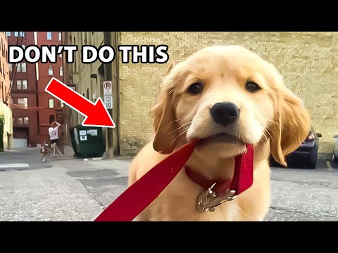 Video: Nugalėtojas! #CaptionŠi nuotrauka apie žavingą šuniuką, kuris yra žavingas šūvis