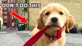 10 Things Golden Retriever Owners Do Wrong Every Day