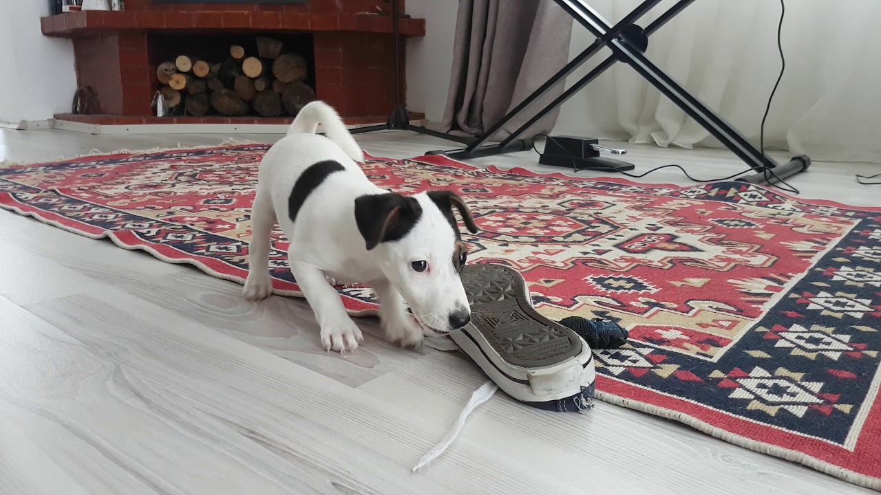 Jack Russell Terrier acting funny 