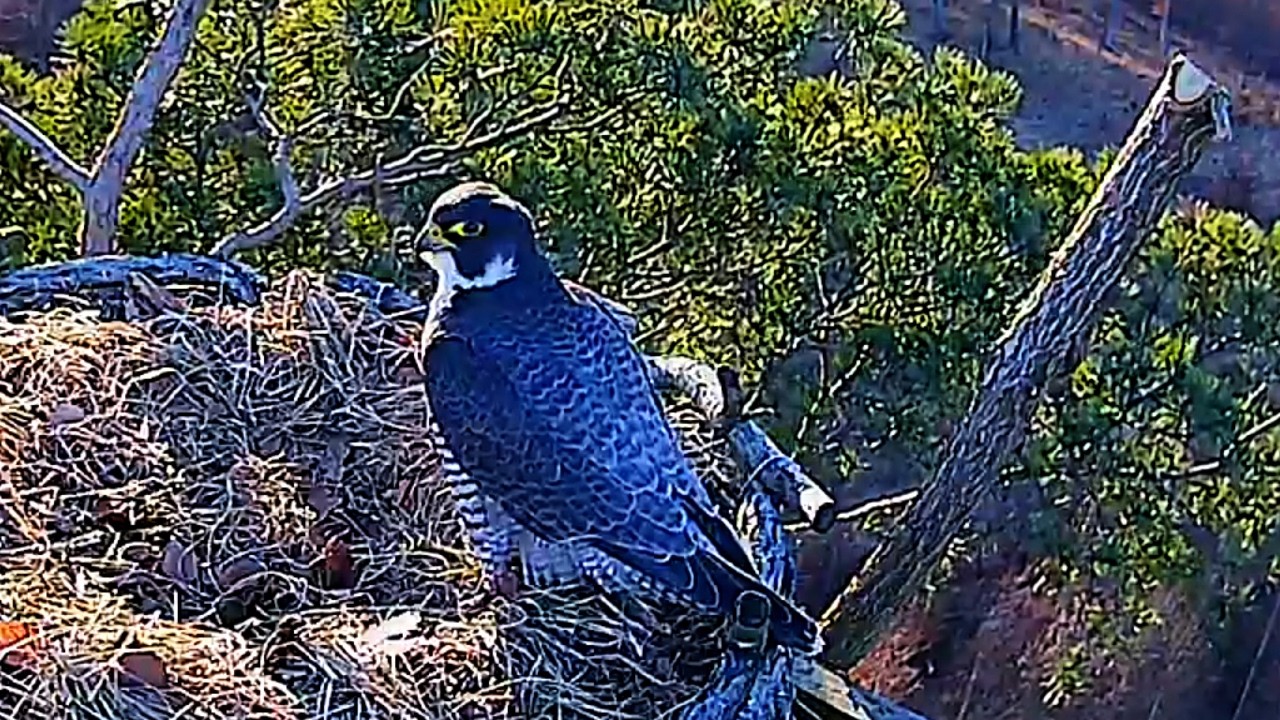 Xenia udoskonala dołek będą jajka 3 03 2026 Barlinek sokoły wędrowne