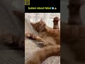 Orange Cat Behavior EXPLAINED 🟠🐾 #orangecat #funnycats #shorts
