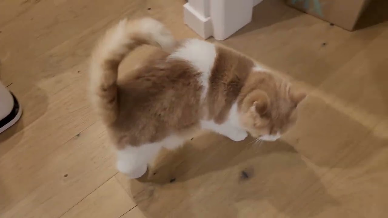 I think Fig is trying to tell me something