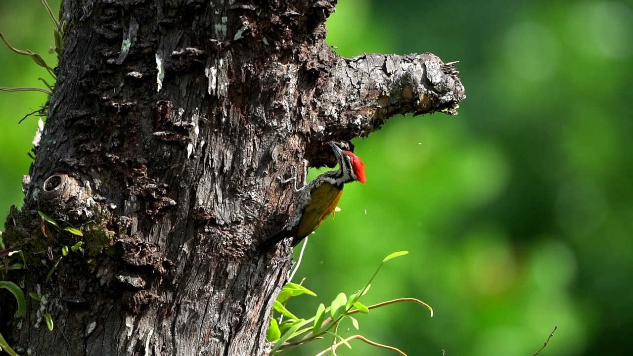 Common Flamebacked WoodPecker