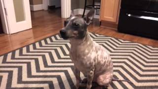 アメリカンヘアレステリア American Hairless Terrier 犬種の歴史 特徴 性格から写真 動画まで 子犬のへや アメリカンヘアレステリア American Hairless Terrier 犬種の歴史 特徴 性格から写真 動画まで 子犬のへや