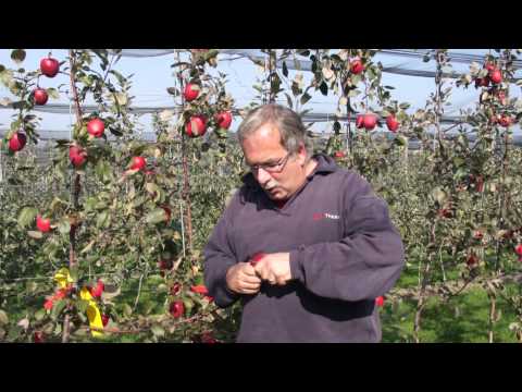 Video: Die Vorteile Von Eberesche Und Ernte Von Früchten