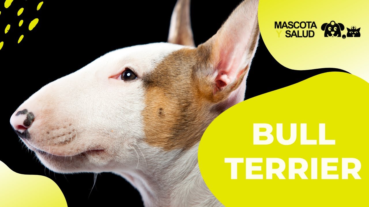 Perro Bull Terrier, guía completa de la raza | Mascota y Salud