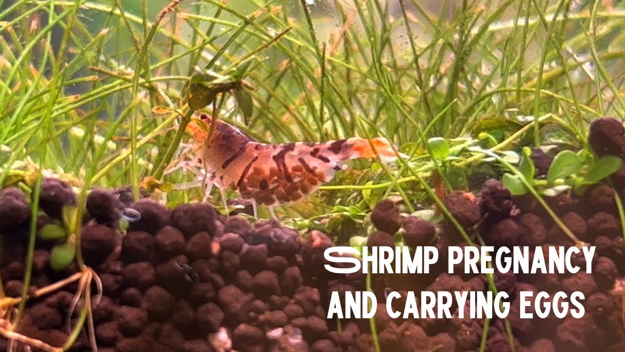 Wild Tiger Shrimp Pregnancy and Carrying eggs Freshwater shrimp YouTube