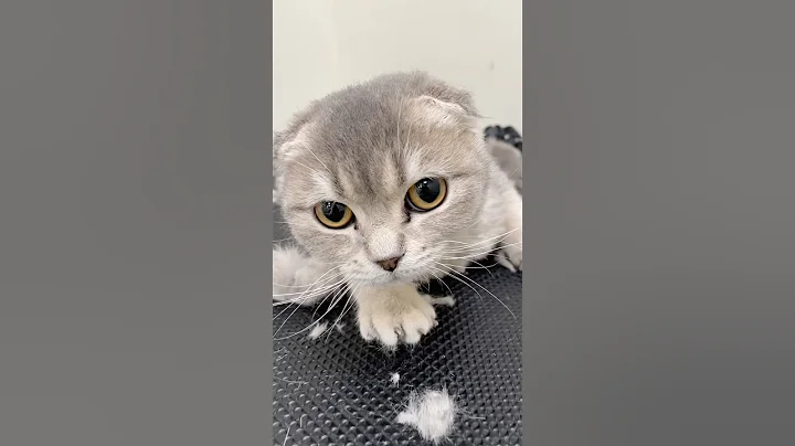 Video 11157081: scottish fold cat breed, little scottish fold cat, cute scottish fold cat, cat cute pets