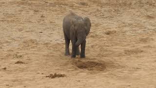 Elephant drinking out of hole it has dug in a riverbed: Kruger National Park