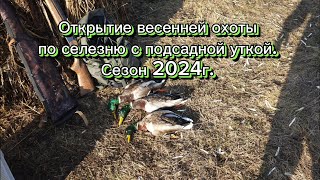 Открытие весенней охоты по селезню с подсадной уткой. Сезон ВЕСНА 2024г.