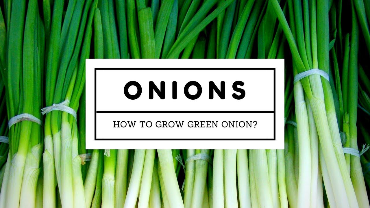 How To Grow Green Onions From Seeds YouTube How To Grow Green Onions From Seeds YouTube