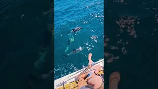 Playful Dolphins Swim Alongside Boat in Clear Blue Ocean