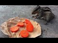 Top Trending The Best Squirrel Video