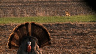 Winchester Deadly Passion: Brazen Coyote Challenges Melissa Bachman's Bird!