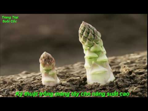 Video kỹ thuật trồng măng tây năng suất cao - youtube