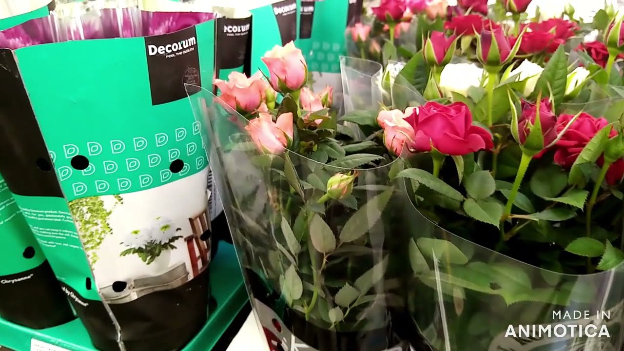 Леруа Мерлен Красноярск Цветы Комнатные Купить
