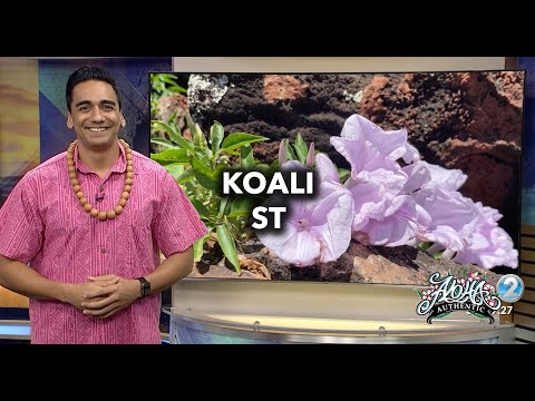Koali St