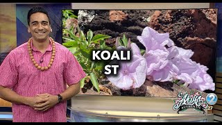 Koali St
