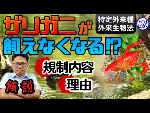 ザリガニが飼えなくなる！？規制対象と内容・理由を解説します【特定外来種】