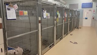 Newsmaker: Nashville Pet Project