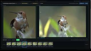 Introducing Project Kestrel: AI Culling and Organization for Bird Photographers screenshot 5