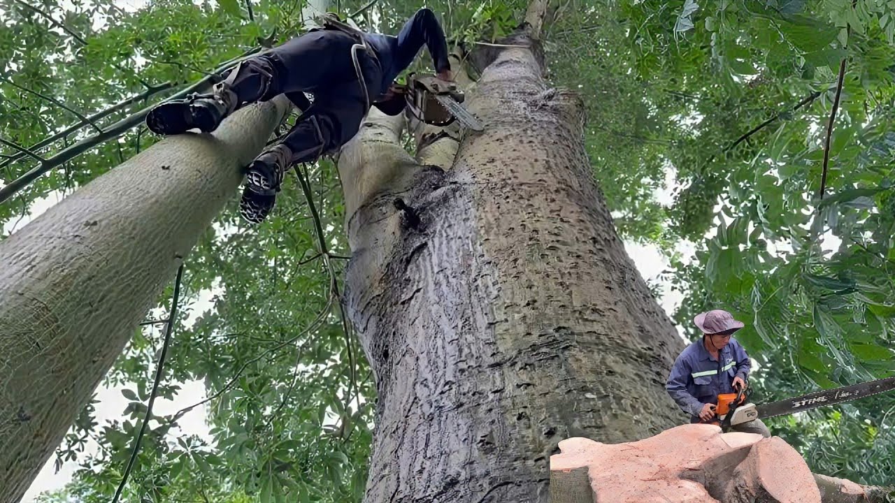 Cưa  cây  gòn  siêu  khủng  ,Siêu  nhánh  ,,Ở  cù  lao  mỹ  hòa hưng  .Cưa  cây  kỷ  thuật