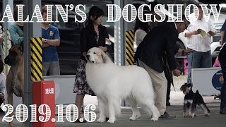 アランのドッグショー　東京東クラブ連合会展　Great Pyrenees　グレートピレニーズ