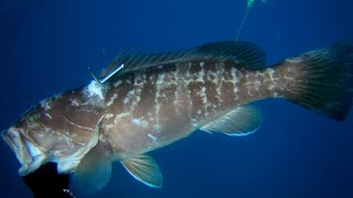 Spearfishing White Grouper 5,7 kg - White Ghost Vs Lycan 👻⚡🐺