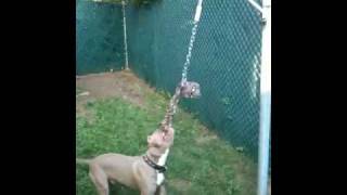 Puppy Pitbull On Spring Poll