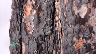 Ponderosa Pine