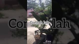 Download Lagu Cinta sejati 1 MP3