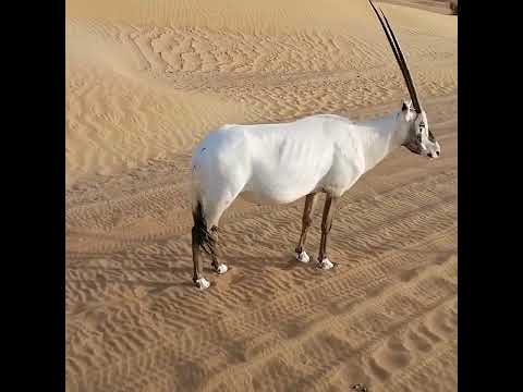 Arabian Oryx at Dubai Desert Conservation Reserve 27.08.2022