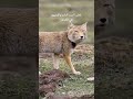 شاهد ثعلب مناطق التبت النادر        